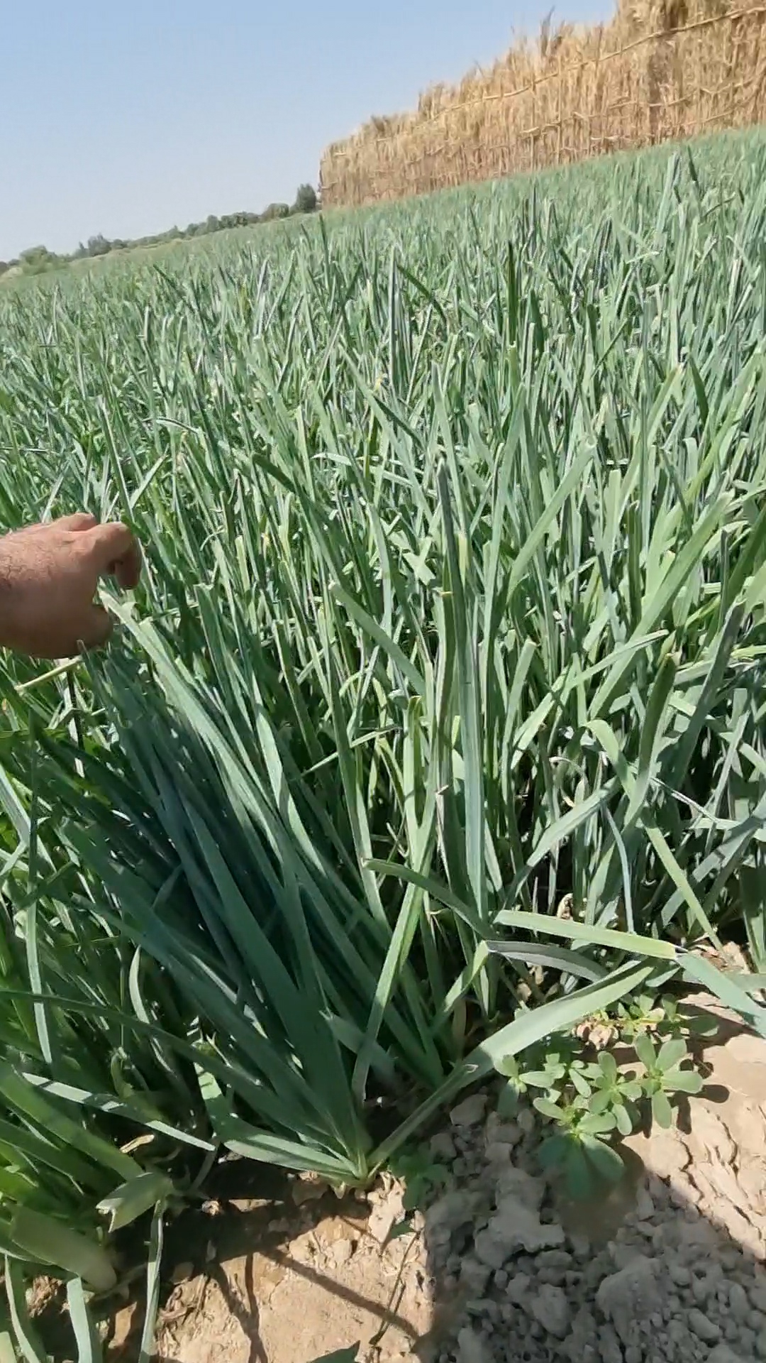 چرا تره ضخیم نمیشه؟