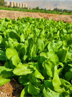 بذر شاهی