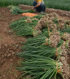 بذر پیازچه