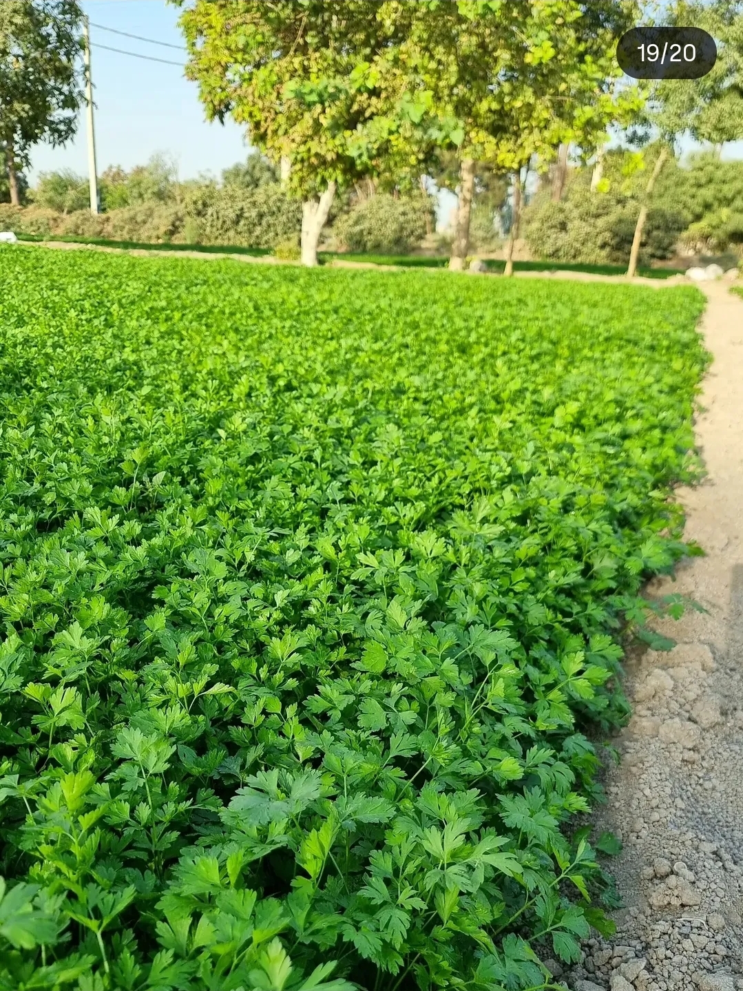 بذر جعفری
