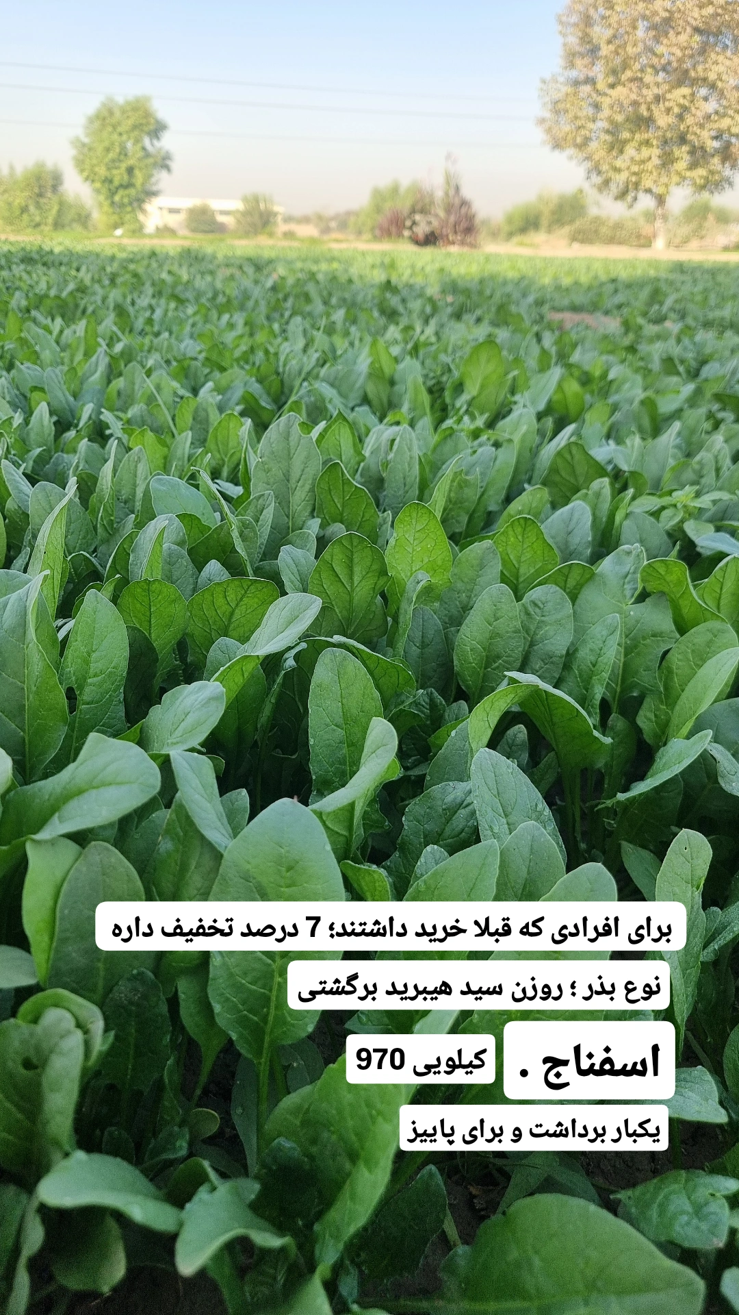پیش‌نویس ۱