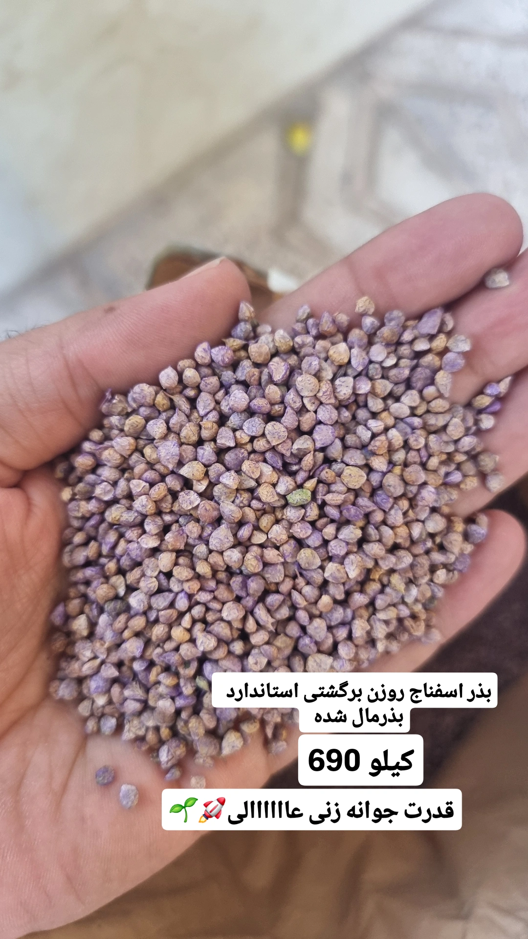 بذر اسفناج روزن برگشتی استاندارد