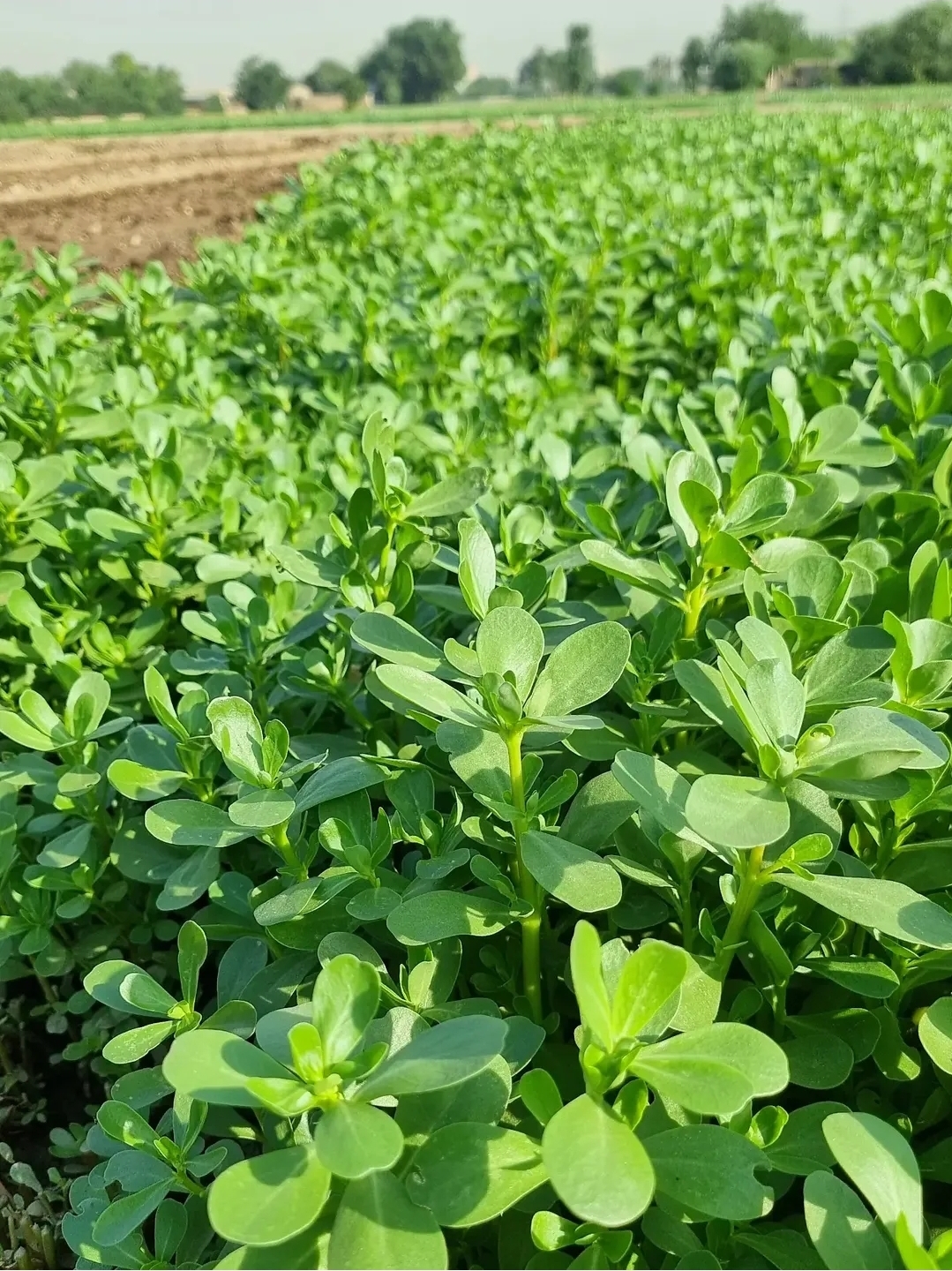 بذر خرفه یا پرپین